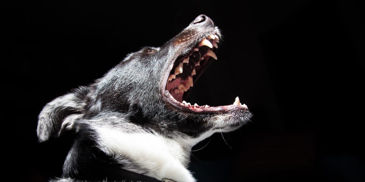 5 tips for tannpleie for hunder