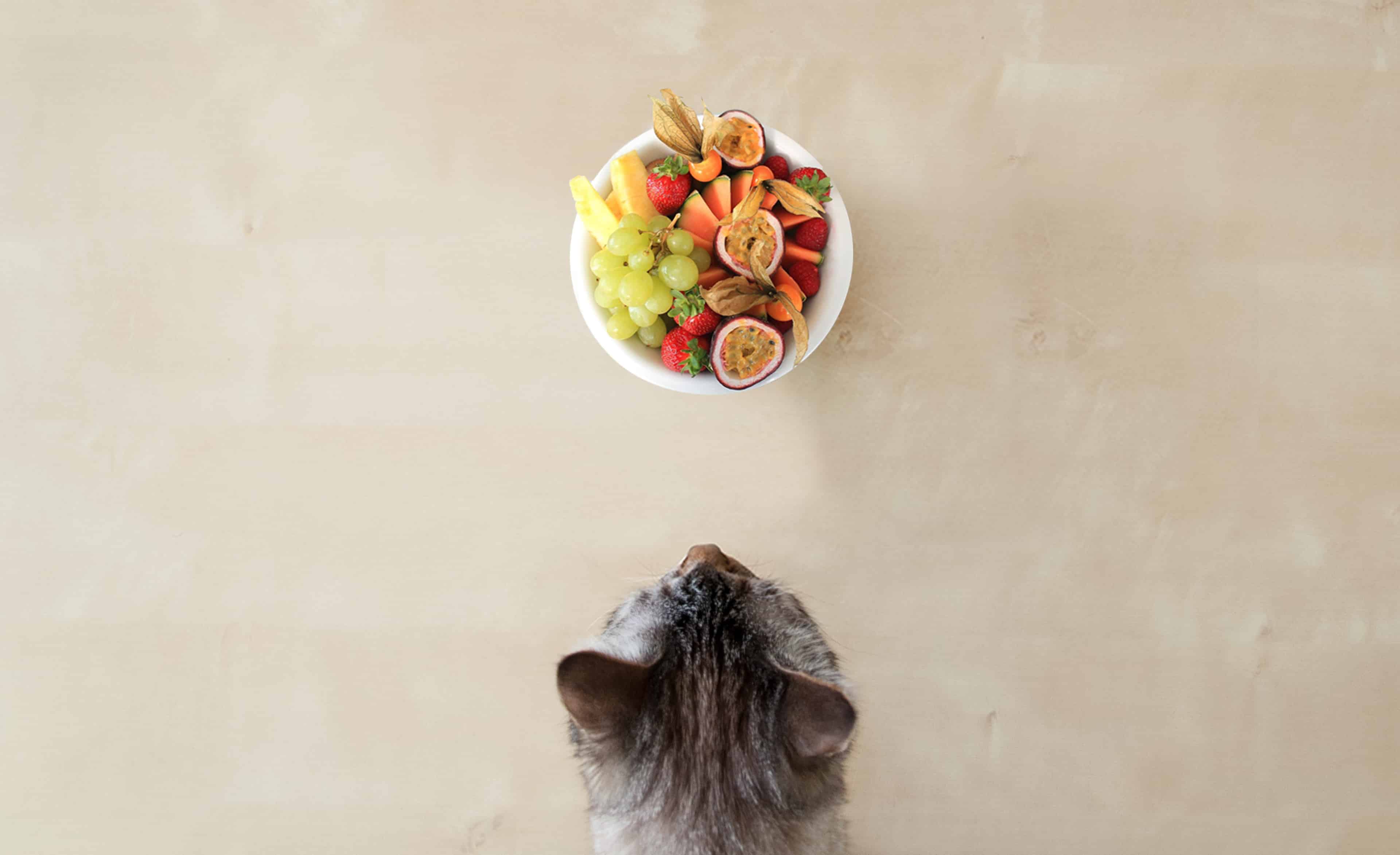 43 ting katten din kan og ikke kan spise | Dyrekassen.no