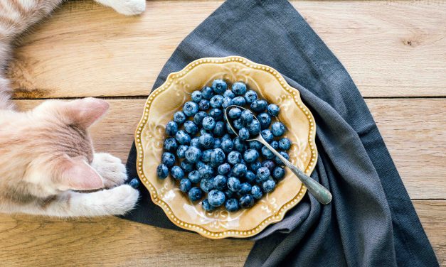 9 typer frukt og bær katten din elsker
