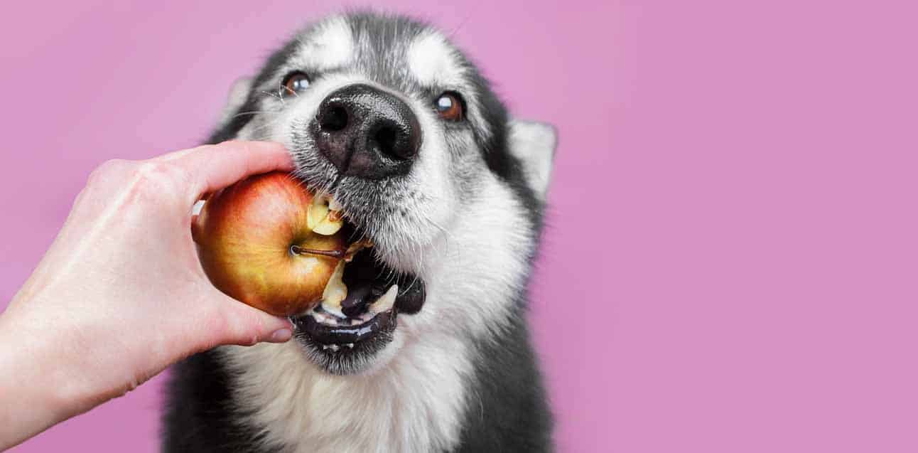 Rasende ejendom kompensation 23 ting hunden din kan og ikke kan spise | Dyrekassen.no