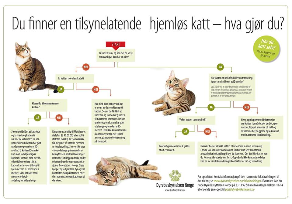 Dumping av katt - Dyrebeskyttelsens informasjon 