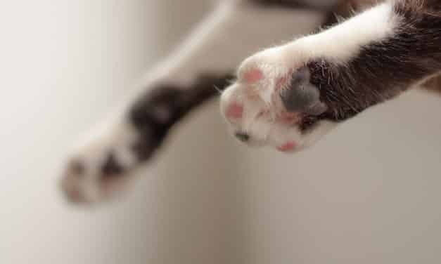 11 viktige ting om kattepoter