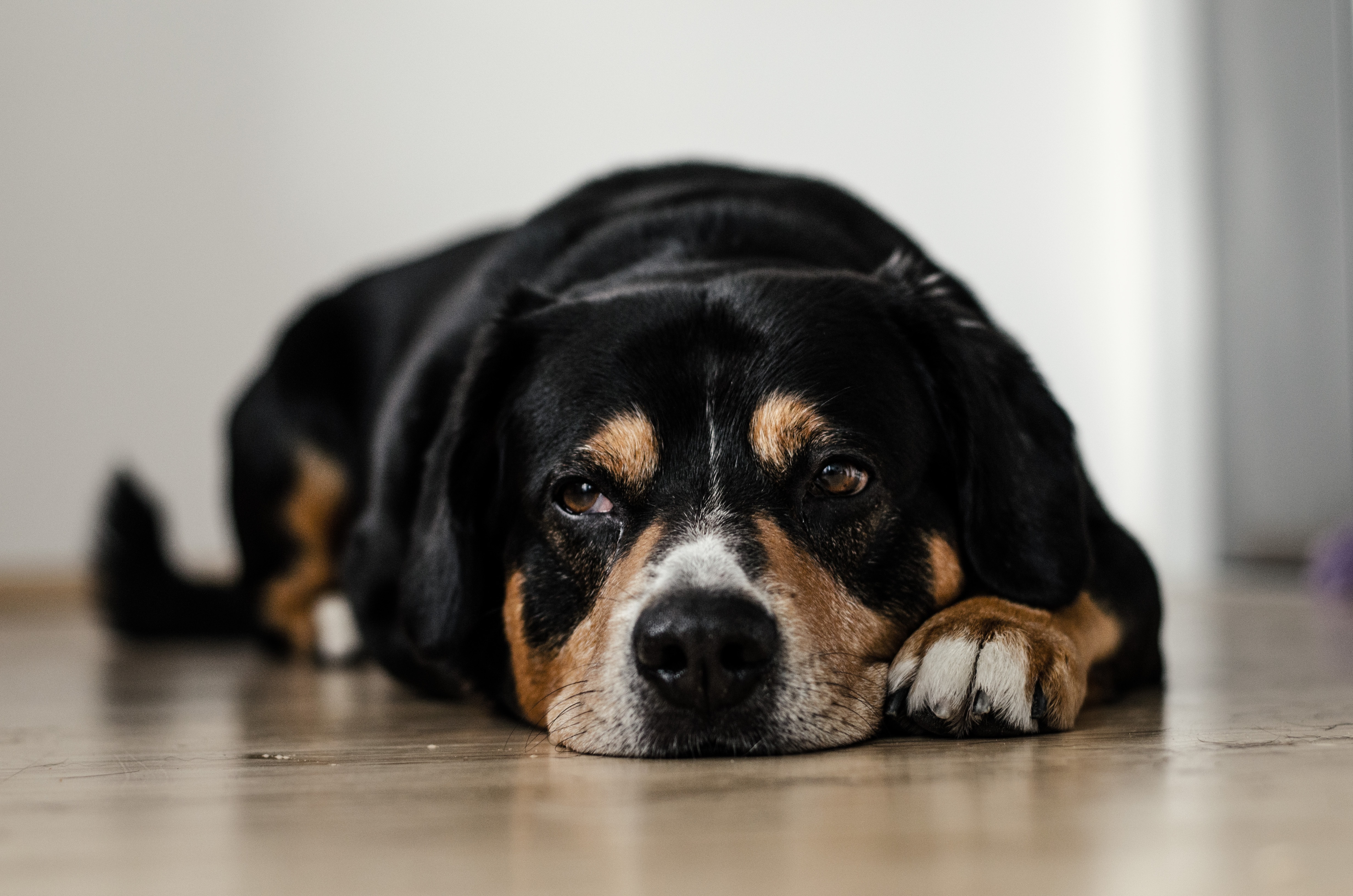 delikatesse Udelade temperament Hvor mye mat skal en voksen hund ha? | Dyrekassen.no