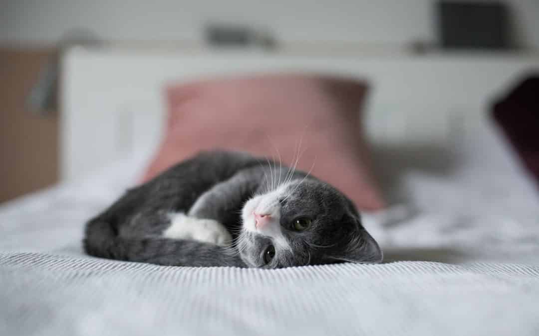 8 ting å tenke på når du skal oppdra en kattunge