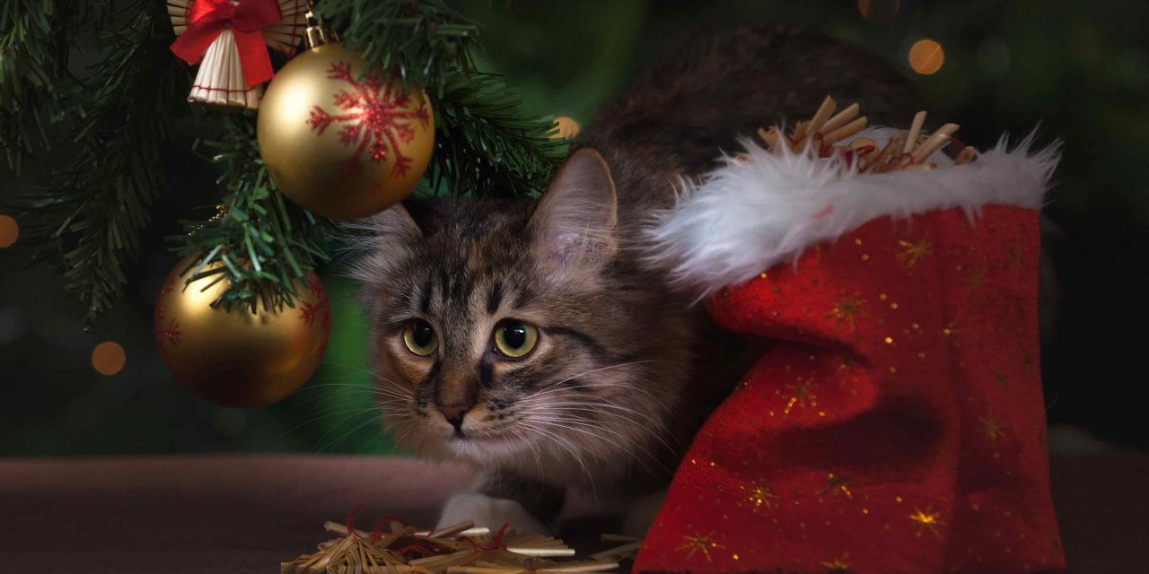 Julegaver til katt – våre ekspertråd