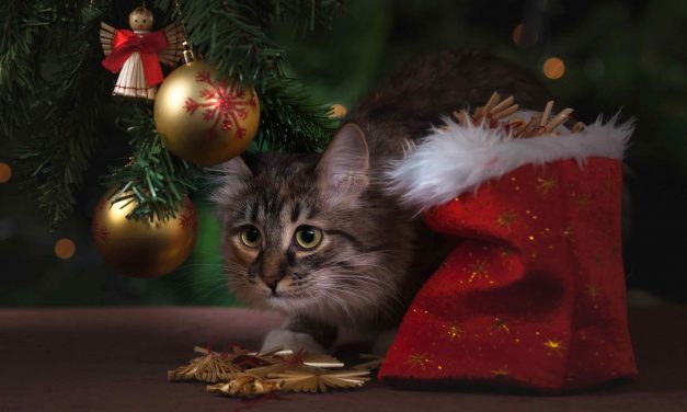 Julegaver til katt – våre ekspertråd