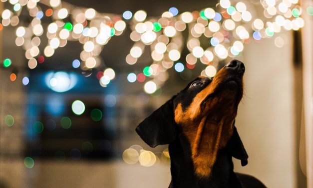 Julegaver til hund – våre råd