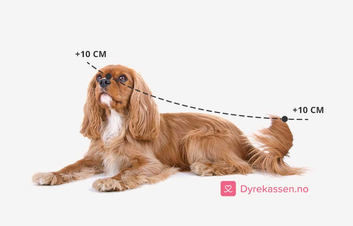 Riktig størrelse hundebur - måle lengde