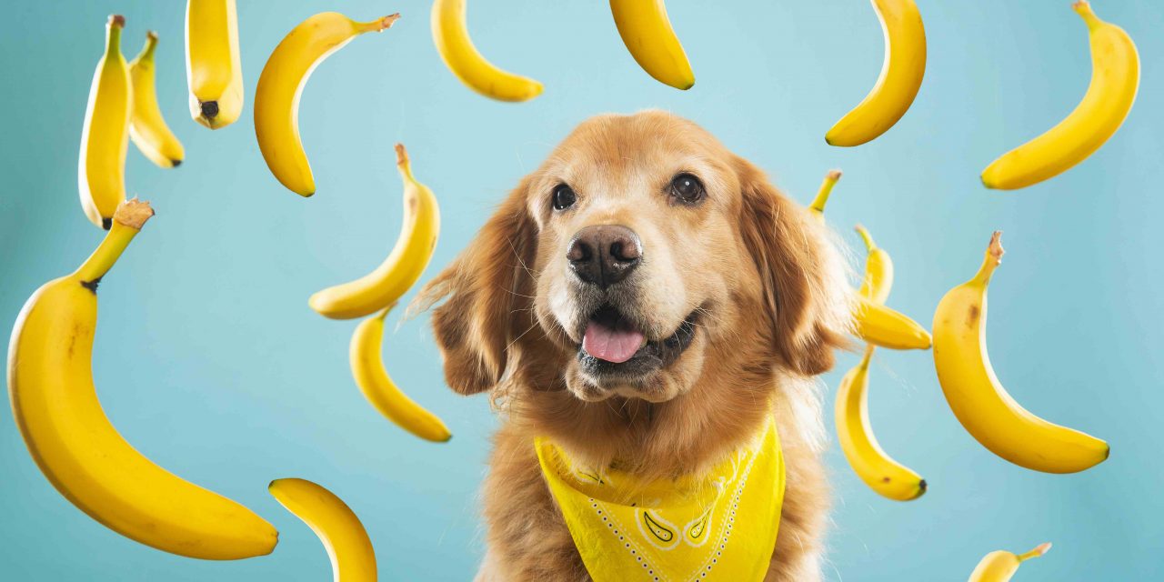 9 typer frukt hunden din kan spise