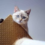 Klorestativ til katt – hvorfor du trenger det