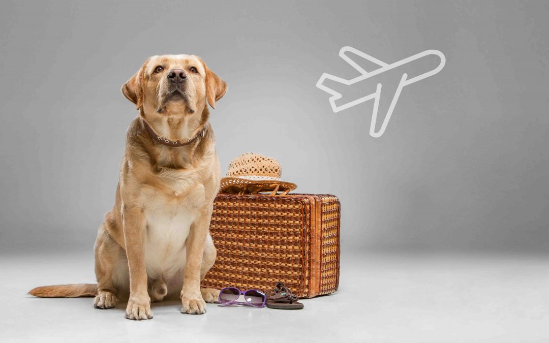 Regler og tips for hund og katt på fly