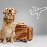 Regler og tips for hund og katt på fly