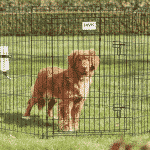 Hundegård | Innendørs og utendørs