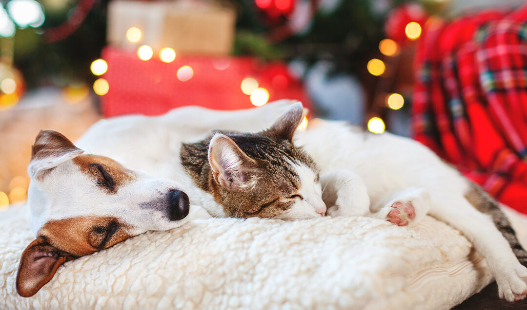 Alt du bør vite om feiring av jul med hund og katt