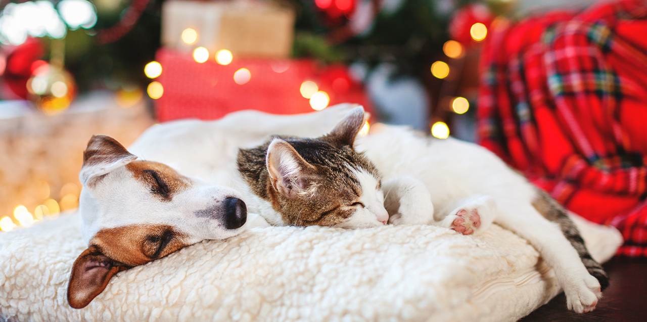 Alt du bør vite om feiring av jul med hund og katt